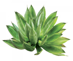 aloe_vera-e1581066026667